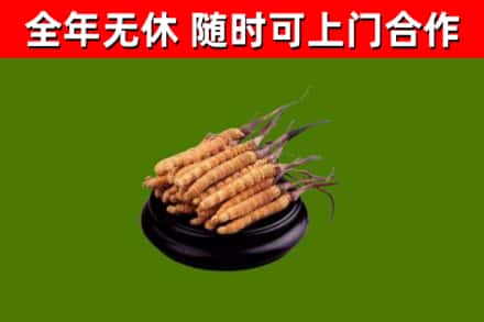 绵阳烟酒回收冬虫夏草.jpg