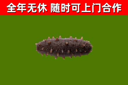 绵阳烟酒回收干海参.jpg